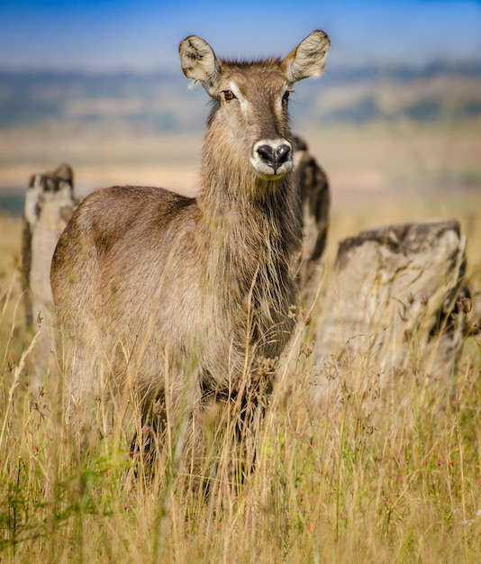 Foto porträt eines kaninchen auf dem feld