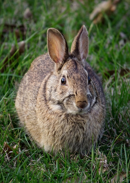 Porträt eines Kaninchen auf einem grasbewachsenen Feld