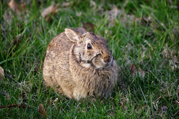 Foto porträt eines kaninchens auf einem grasigen feld