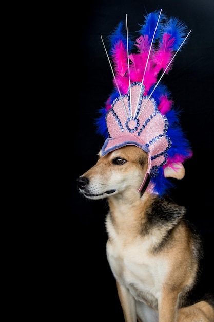 Porträt eines karnevalsverkleideten Hundes mit Federn, Pailletten und Glitzer auf schwarzem Hintergrund