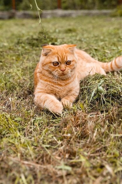 Porträt eines kleinen britischen Kätzchens Ingwer mit Die Katze geht im Garten spazieren. Britische rote Katze 5 Monate alt.