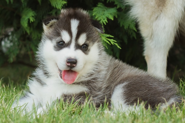 Porträt eines kleinen Husky-Welpen.