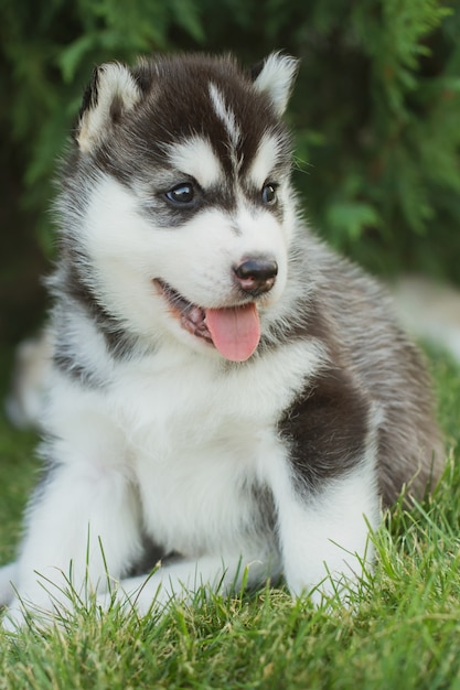 Porträt eines kleinen Husky-Welpen.