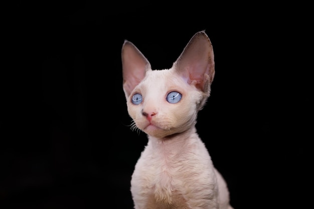 Porträt eines kleinen weißen Kätzchens der Rasse Devon Rex auf schwarzem Hintergrund mit großen blauen Augen