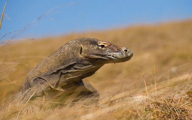 Porträt eines Komodowarans. Nahansicht. Indonesien. Komodo-Nationalpark.