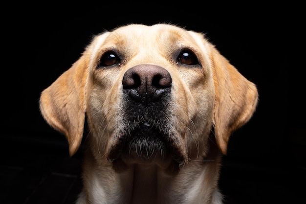 Porträt eines Labrador Retriever Hundes auf einem isolierten schwarzen Hintergrund Er ist sehr fröhlich und glücklich