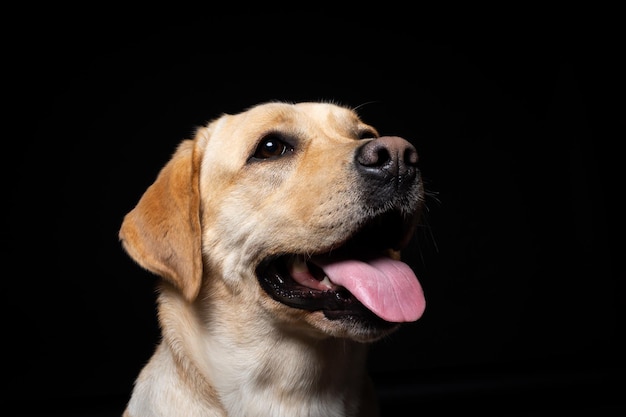 Porträt eines Labrador Retriever-Hundes auf einem isolierten schwarzen Hintergrund