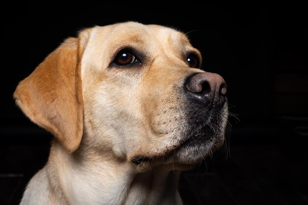 Porträt eines Labrador Retriever-Hundes auf einem isolierten schwarzen Hintergrund