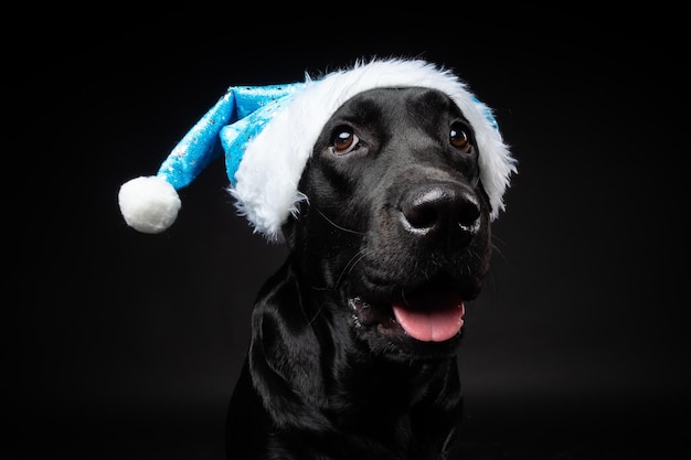 Porträt eines Labrador Retriever-Hundes in einer Weihnachtsmütze isoliert auf schwarzem Hintergrund