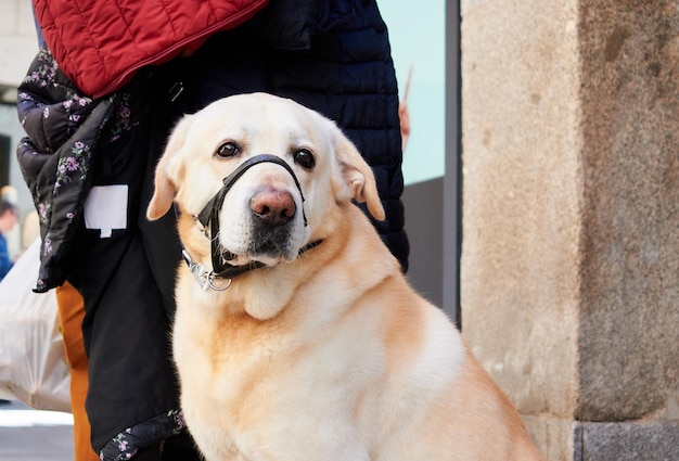 Porträt eines Labrador Retriever mit Halsband an