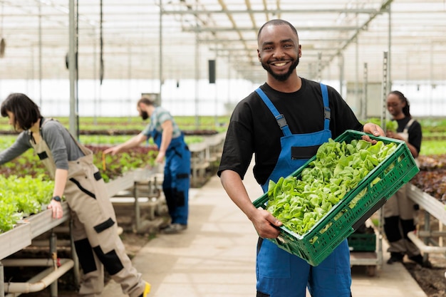 Porträt eines lächelnden Bio-Gemüsebauern, der eine Kiste mit frischem grünem Salat zeigt, der stolz auf die Produktion ist, die für die Lieferung an lokale Unternehmen bereit ist. Afroamerikaner, der eine Menge handgepflückter Grüns zeigt.