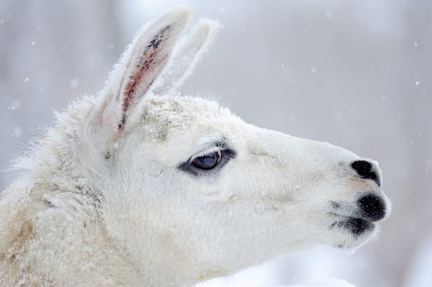 Porträt eines Lamas im Winter