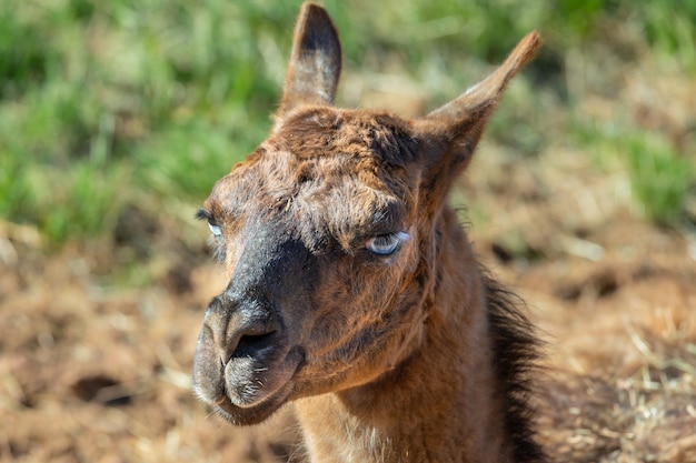 Porträt eines Lamas