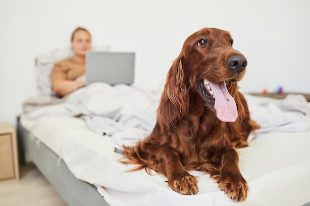 Porträt eines langhaarigen Hundes, der auf dem Bett liegt und mit einer Frau, die Laptop im Hintergrund verwendet, in die Kamera schaut...