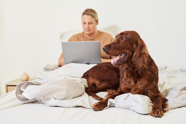 Porträt eines langhaarigen Hundes, der mit einer Frau auf dem Bett liegt und einen Laptop im Hintergrundkopierraum verwendet