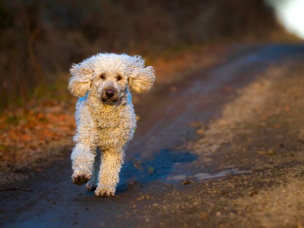 Foto porträt eines laufenden hundes