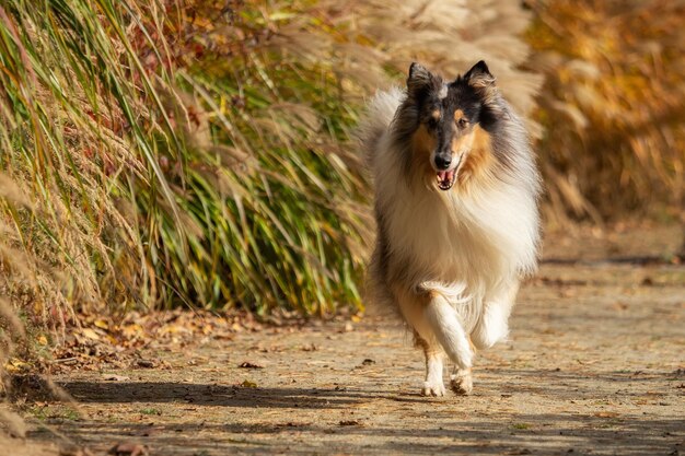 Foto porträt eines laufenden hundes