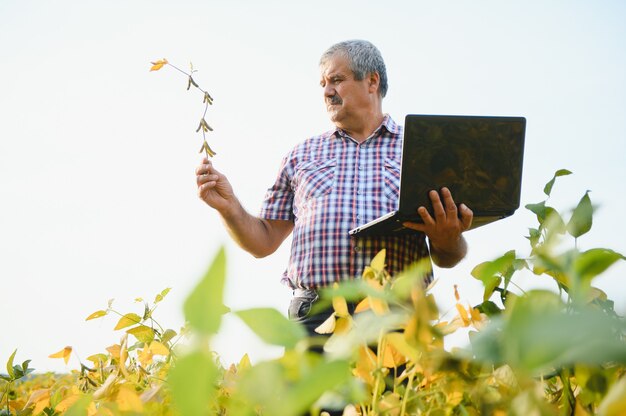 Porträt eines leitenden, fleißigen Landwirt-Agronomen, der auf dem Sojabohnenfeld steht und die Ernte vor der Ernte überprüft. Biologische Lebensmittelproduktion und -anbau.