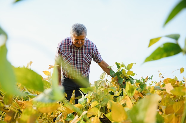 Porträt eines leitenden, fleißigen landwirt-agronomen, der auf dem sojabohnenfeld steht und die ernte vor der ernte überprüft. biologische lebensmittelproduktion und -anbau.