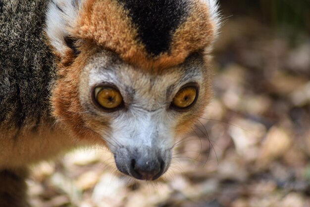 Foto porträt eines lemurs