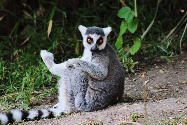 Porträt eines Lemurs