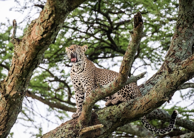 Porträt eines Leoparden in der Natur