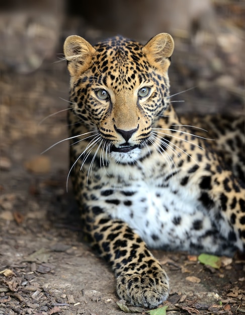 Porträt eines Leoparden in der wilden afrikanischen Savanne