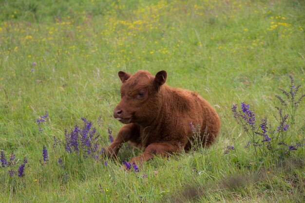 Porträt eines Löwen auf dem Feld