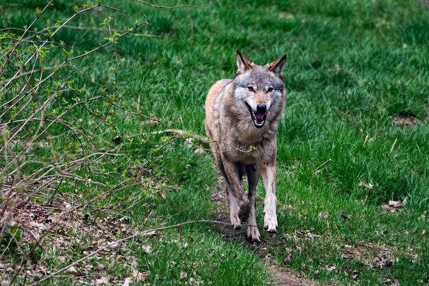 Foto porträt eines löwen auf dem feld