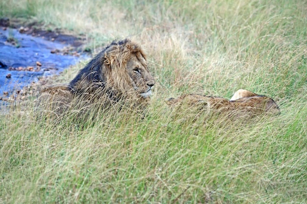 Foto porträt eines löwen im masai mara park