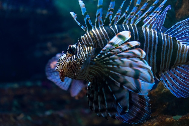 Porträt eines Löwenfisches oder Teufelfeuerfisches, der auf blauem Wasser schwimmt