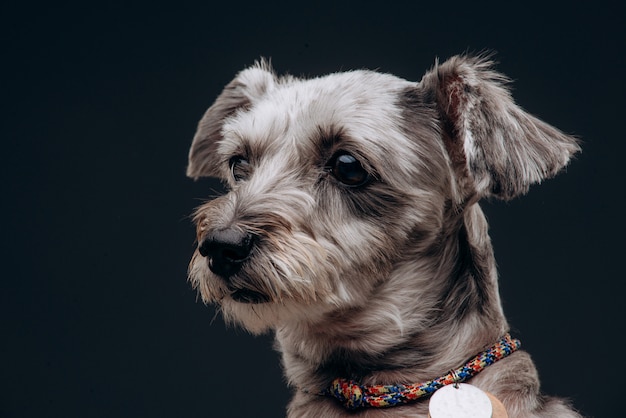 Porträt eines lustigen grauen Hundes mit bunten Augen