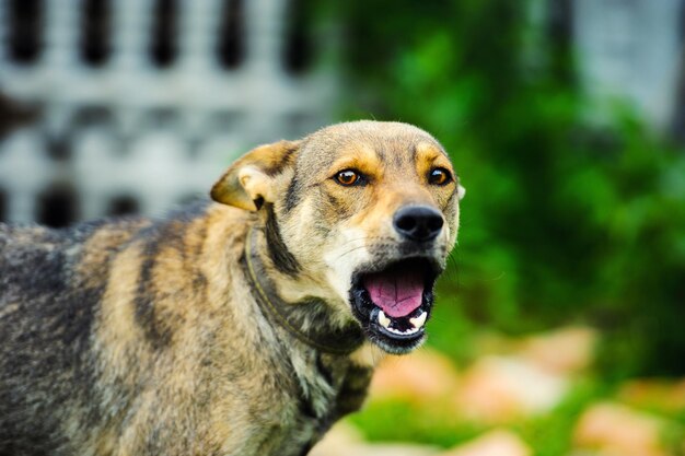 Porträt eines lustigen Hundes