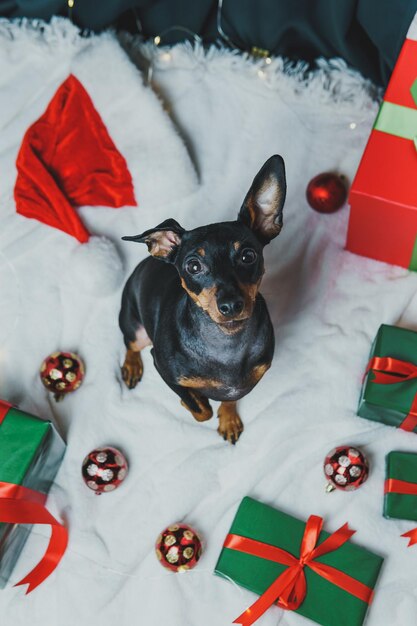 Porträt eines lustigen Hundezwergpinschers, der mit Weihnachtsball um Geschenkboxen spielt