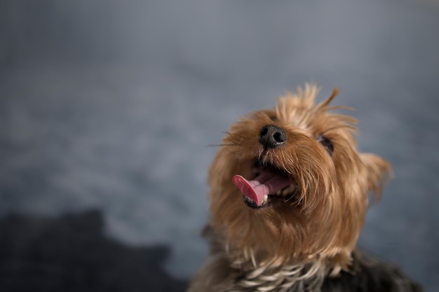 Porträt eines lustigen kleinen York Terrier-Hundes mit leerem Platz für eine Inschrift