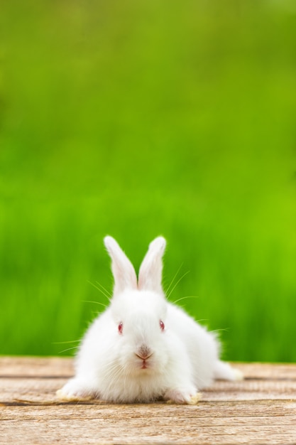 Porträt eines lustigen weißen Kaninchens auf einem grünen natürlichen Feld