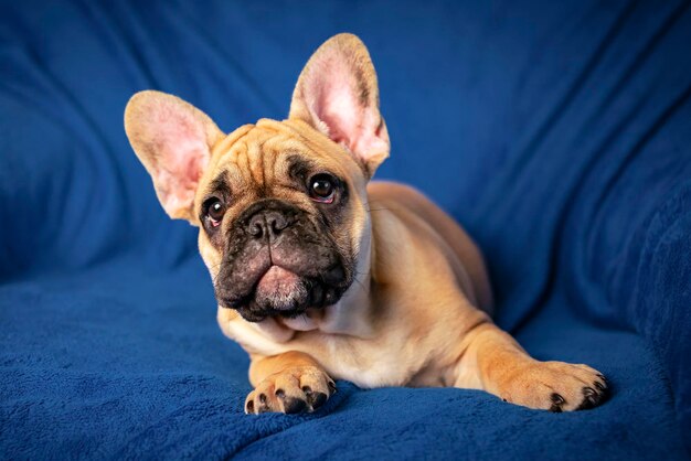 Porträt eines lustigen Welpen der französischen Bulldogge