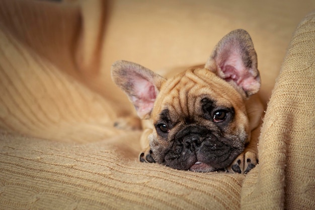 Porträt eines lustigen Welpen der französischen Bulldogge