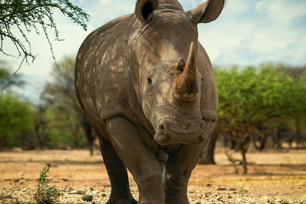 Porträt eines männlichen Bullen Breitmaulnashorn Beweidung im Etosha Nationalpark Namibia