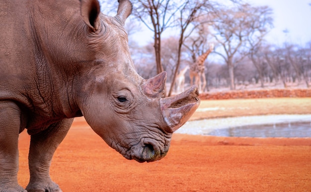 Porträt eines männlichen Bullen Breitmaulnashorns, das im Etosha Nationalpark weidet