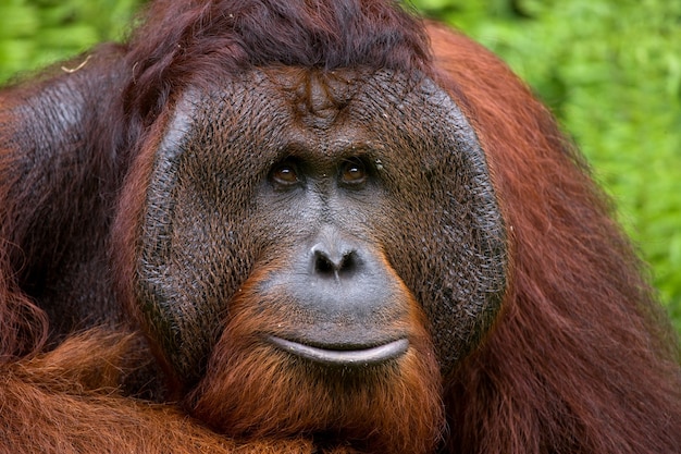 Porträt eines männlichen Orang-Utans. Nahansicht. Indonesien. Die Insel Kalimantan (Borneo).