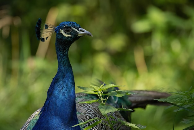 Porträt eines männlichen Pfauens im Naturschutzgebiet