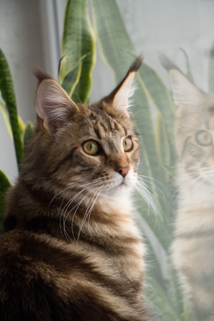 Porträt eines Maine Coon-Kätzchens, das auf einem Fensterbrett sitzt
