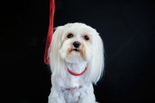 Porträt eines maltesischen Schoßhundes auf einer schwarzen Hintergrundnahaufnahme