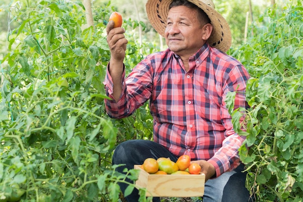 Porträt eines Mannes, der Tomaten auf dem Feld untersucht