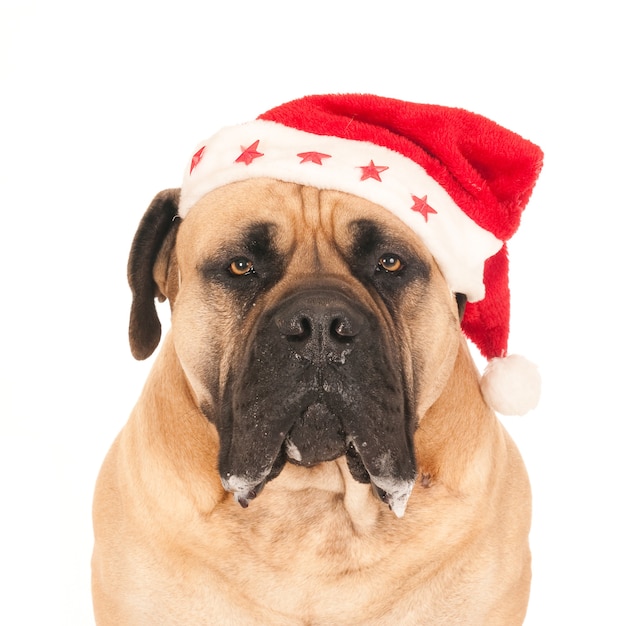 Porträt eines Mastiffhundes mit einer Weihnachtsmütze