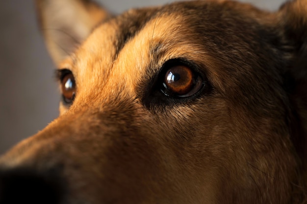Porträt eines Mischlingshundes, in interiour