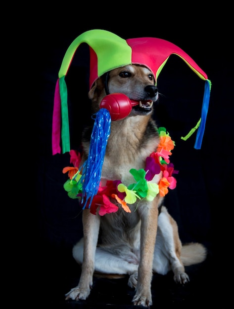 Porträt eines Mischlingshundes mit Harlekinhut, Maracas und Blumenkette auf schwarzem Hintergrund