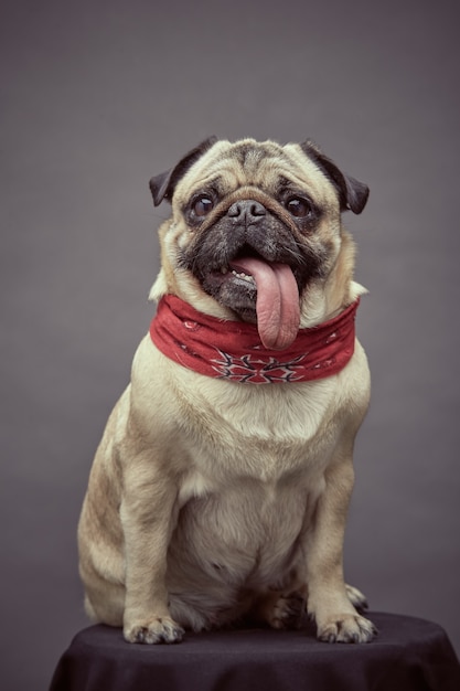 Porträt eines Mopsrassenhundes, der frontal mit herausstehender Zunge und rotem Schal sitzt.