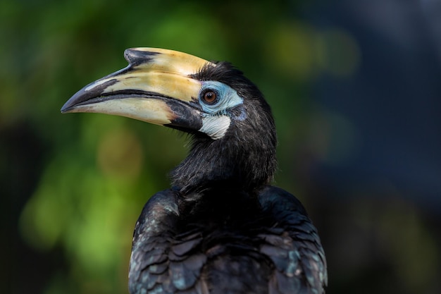 Porträt eines Nashornvogels im Profil Bali Indonesien